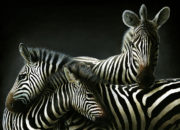 '3 Zebras'. Medium: Acrylic paints on Board. By Craig Mackay.